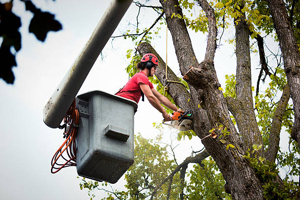 Professional Tree Care Services in North Valley Stream, NY